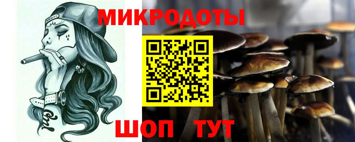 Галлюциногенные грибы Psilocybine cubensis Калининград